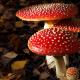 Какие бывают несъедобные грибы — список в картинках Все грибы съедобные и несъедобные