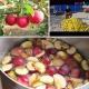 Рецепт домашнего сидра из яблок Видео рецепт приготовления сидра из сока