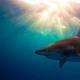 Как едят акулы Почему не едят акулье мясо