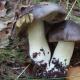 Песочник (Tricholoma populinum) фото и описание Песочники грибы рецепт