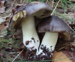Песочник (Tricholoma populinum) фото и описание Песочники грибы рецепт
